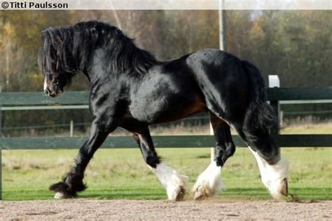 All Black Shire Horse