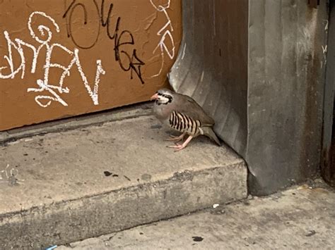 brooklyn ny an exhausted search of local birds turned up nothing can someone identify this