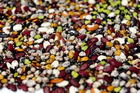 Saving Our Seeds And Why We Could Do More To Protect Genetic Diversity