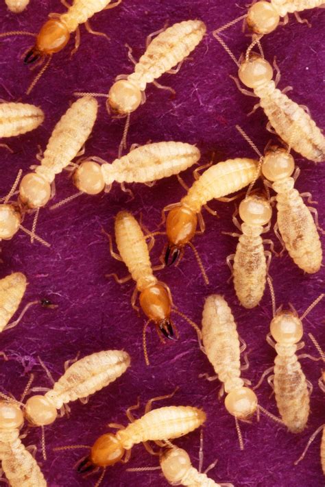 Formosan Subterranean Termite Image Eurekalert Science News Releases