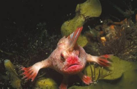 Terrifying Creatures That Lurk In The Depths Of The Ocean 25 Pics
