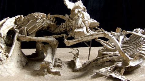 Uncovering The Most Astonishing And Remarkable Dinosaur Fossils Ever Discovered In History