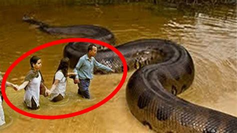 5 Scariest Animals Found In Australia Scary Animals Giant Anaconda