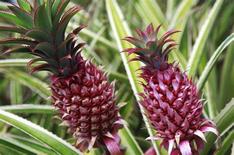 Pink Pineapples Could Soon Be Brightening Up Your Breakfast