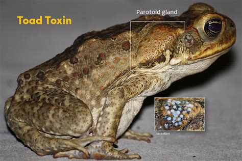 Platypuswatch Adult → Cane Toads In Australia Watergum