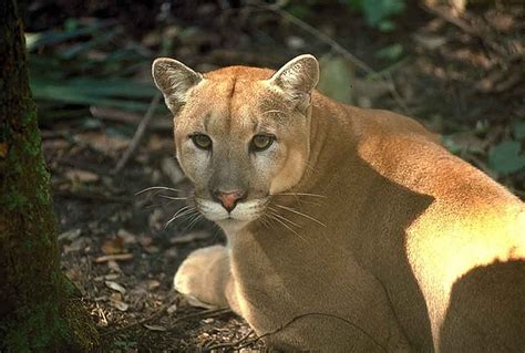 Endangered Florida Panther Expands Its Range Wlrn