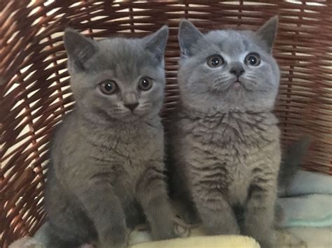 Find british shorthairs for sale on oodle classifieds. British Longhair Cats For Sale | North Carolina Central ...