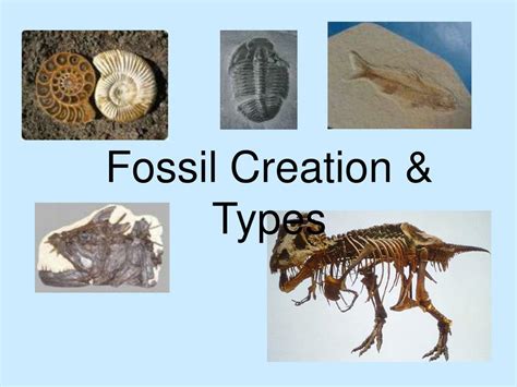 Fossils Types Mold Cast Petrified Wood And Fossil Of A Complete Body