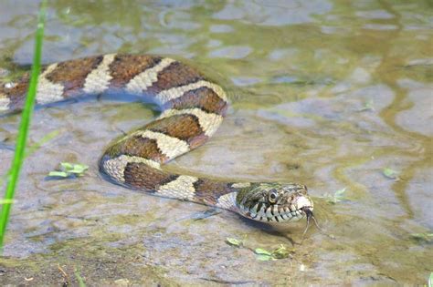 Discover Aquatic And Water Snakes In New Jersey 2024 Identification