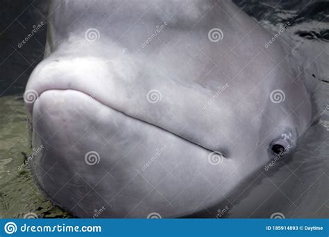 Head Of A Friendly Beluga Whale Up Close With Mouth Shut Stock Image