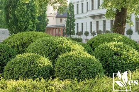 How To Shape Boxwoods Easy And Fun Ways To Shape The Green Shrub