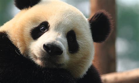 Panda Adoption Charity Donations And Appeals Wwf Australia