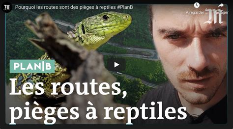 Les Routes Une Menace Pour Les Reptiles Goodplanet Mag