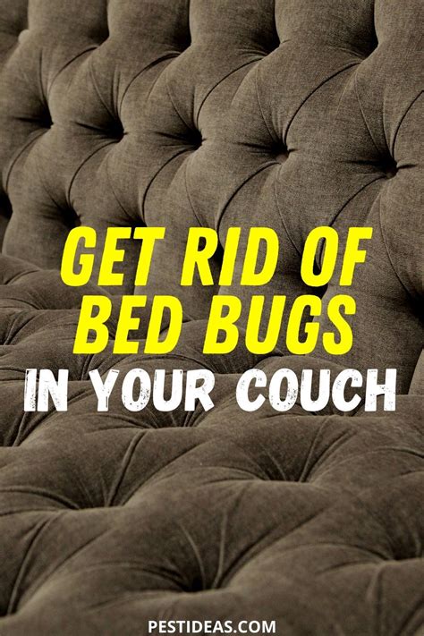 Get Rid Of Bed Bugs In Your Couch In 2020 Rid Of Bed Bugs Bed Bugs