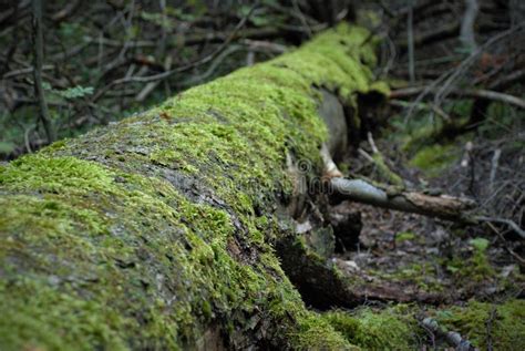 Tree Lying In The Forest Covered With Green Moss Stock Image Image Of