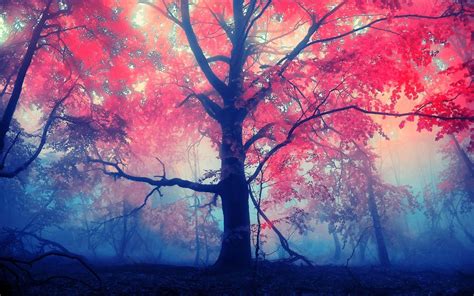 Red Tree Leaves Anime Wallpapers Wallpaper Cave