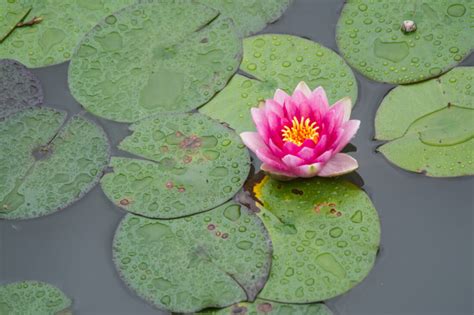 Water Flower Lotus Royalty Free Stock Photo