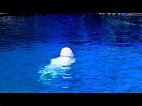 Slow Motion Beluga Whale Jump Youtube
