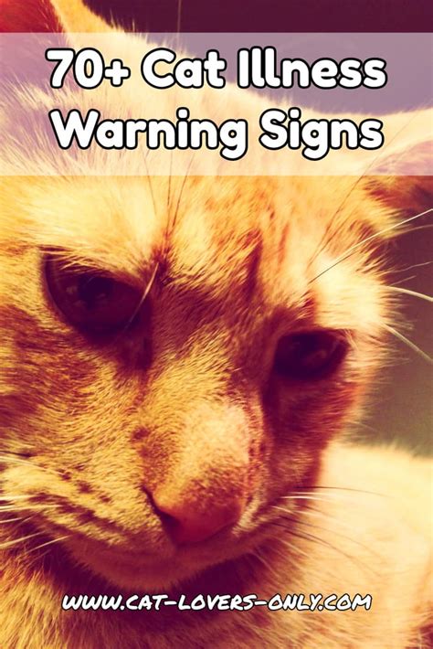 Cat Illness Warning Signs What Symptoms To Look For