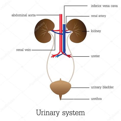 Estructura Y Función Del Sistema Urinario Stock Vector By ©poemsuk