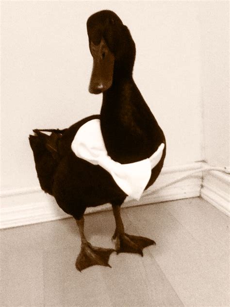 Pet Duck Token Cayuga Duck An Indoor Pet You Would Not Believe How