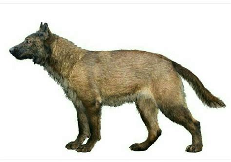 Wolf Vs Hyena Size Comparison WALLPAPERIN