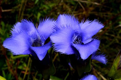 Get Your Botany On Fringed Gentian