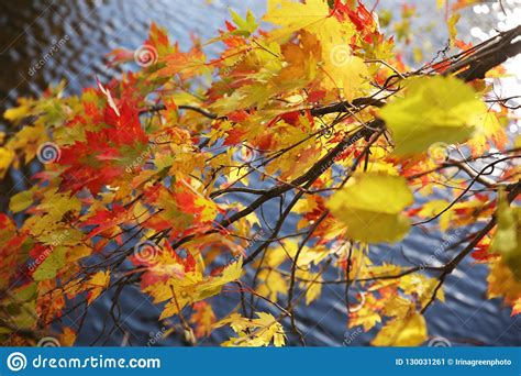Yellow And Red Autumn Leaves Of Trees On The Water Stock Image Image