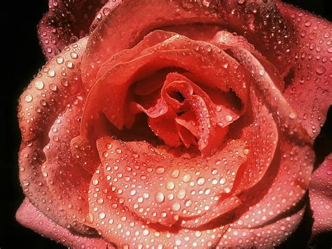 Best Flower  Dewdrops Waterbeads Rose Pink Hd Wallpaper Peakpx