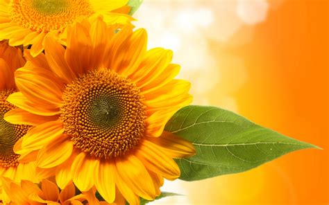 Sunflower Desktop Screensavers
