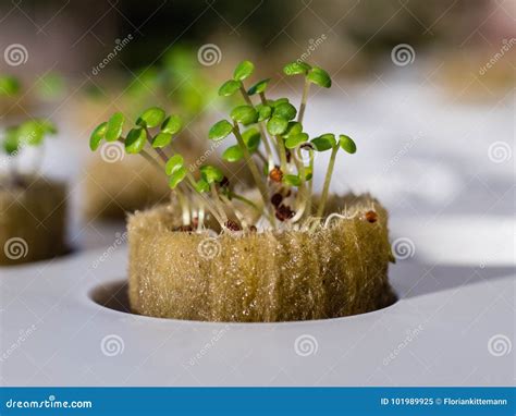 Growing Watercress And Herbs In Hydroponic System Stock Image Image