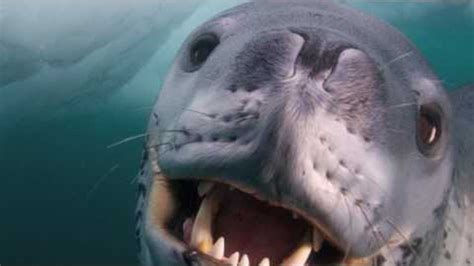 National Geographic Photographer Meets Deadly Leopard Seal