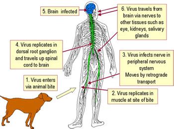 Each type of cell in the human body is specially equipped for its role. The symptoms of rabies and the parts of the body affected - It's contagious