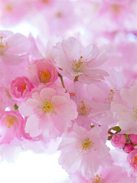 Cherry Blossom Wallpaper En
