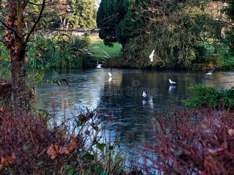 Birds Ponds Park Scenery In London Stock Image Image Of Park Birds