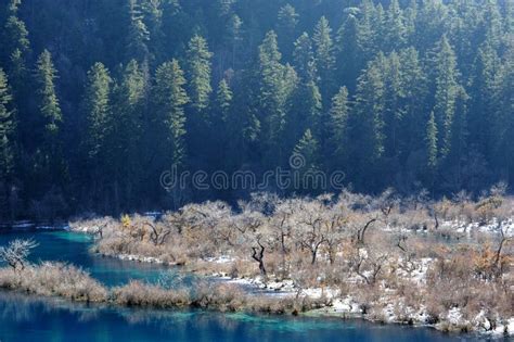Jiuzhaigou Shuzhen Lakes In Winter Stock Image Image Of Forest