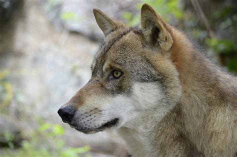 Free Photo Wolf Wolf Face Wild Animal Free Image On Pixabay 1242285