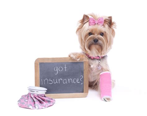 Instead, we want you to see the vet. Can Your Pet Really Get Insurance? | Bleiler Insurance