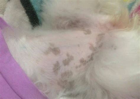 Black Spots On Dogs Skin Belly And Gums Causes And Treatment Dog