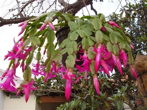 You can see the notches on the leaves of this. Schlumbergera russelliana (Thanksgiving Cactus) - Cactus ...
