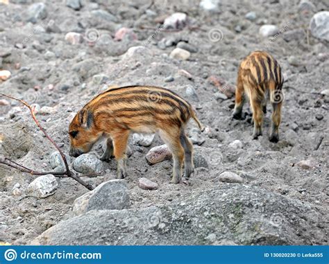 European Wild Boar Piglet With Stripes Characteristic Feature Of