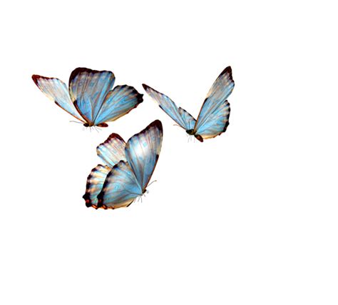 30 Trend Terbaru Blue Aesthetic Butterfly Png Jeromesitaly