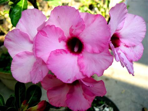 Aboutflowers.com is hosted by the society of american florists, the u.s. Pin on Suchlents Desert rose plant