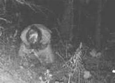 Celebrate Halloween With 9 Creepy Trail Camera Photos That Will Make