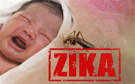 Nih Investigates How Zika Virus Affects Pregnant Women Patient Daily