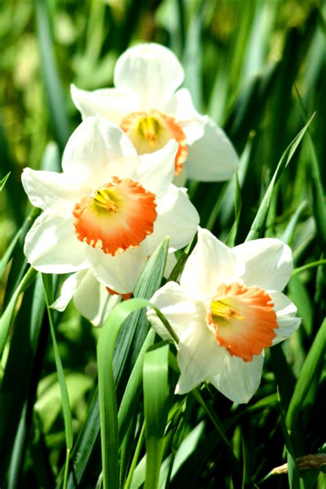 Thelastofthewine White And Peach Daffodils Flower Aesthetic