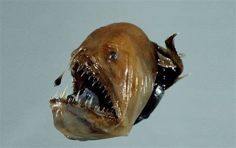 Humpback Anglerfish Facts Habitat Diet Life Cycle Pictures
