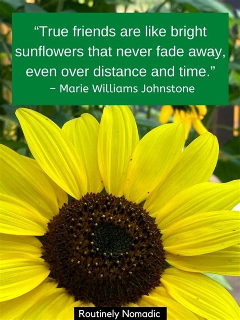 Sunflower Quotes 100 Amazing Sunflower Sayings For 2021 Routinely