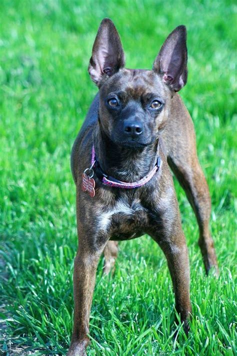 Adopt Zoey Housetrained On Petfinder Terrier Mix Dogs House