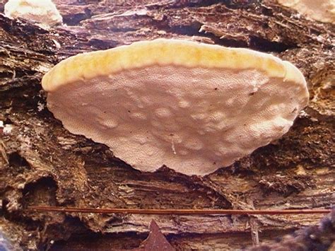 Polypore Id Fl Us Mushroom Hunting And Identification Shroomery